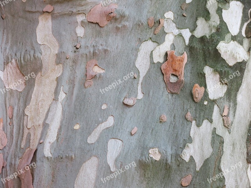 Sycamore Bark Camouflage Pattern Pattern Log