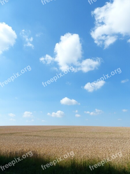 Cornfield Summer Clouds Sky Field