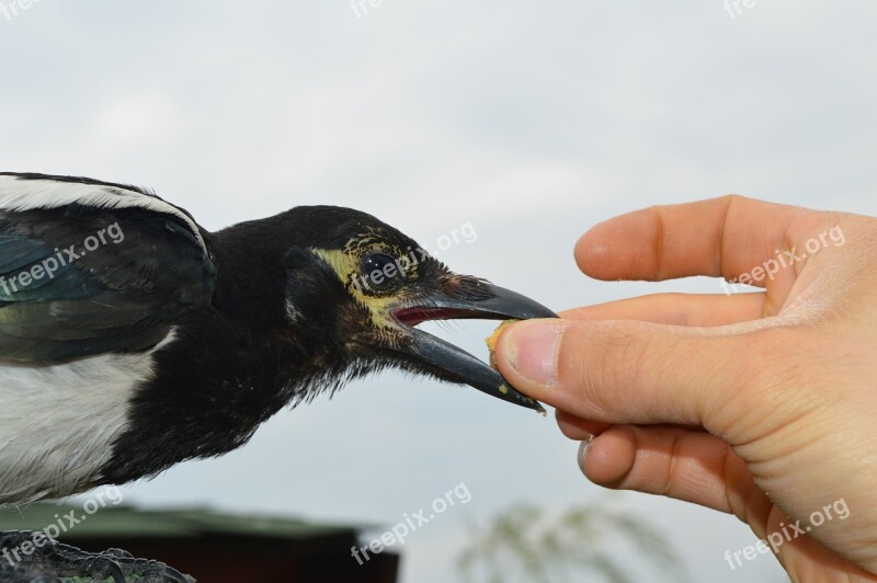 Animal Bird Nature Feeding Free Photos