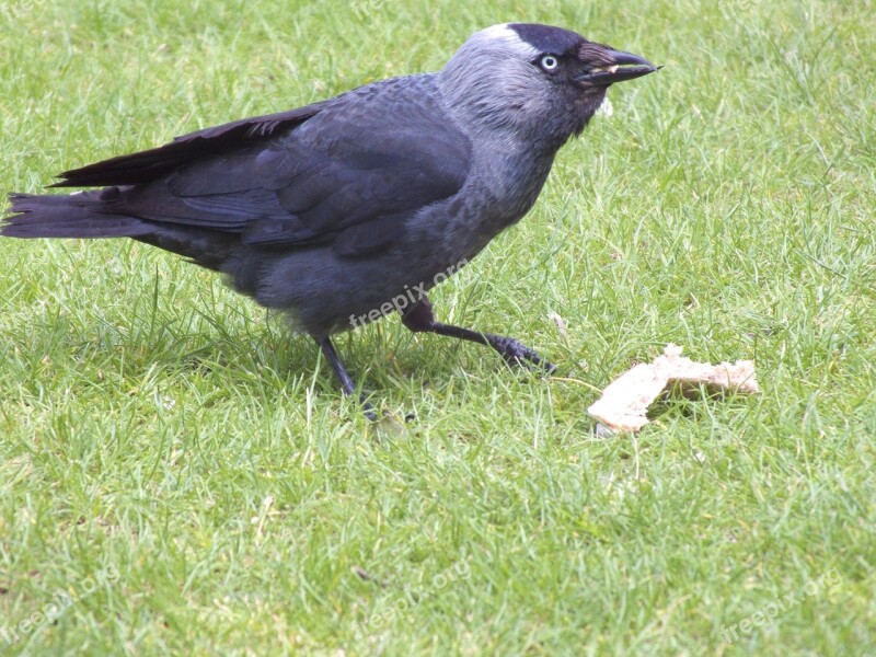 Jackdaw Bird Nature Wildlife Black