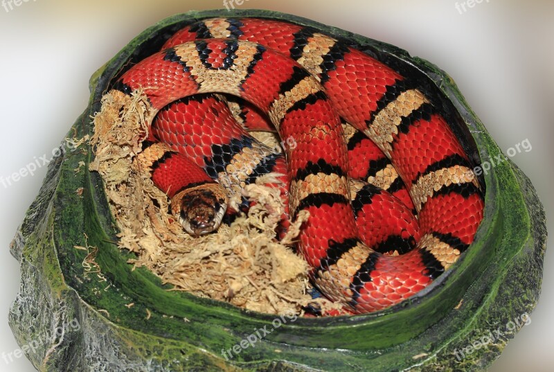 Snake King Snake Striped Red Black