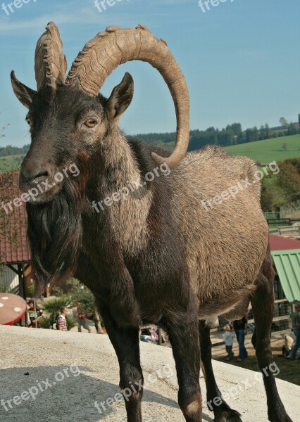 Goat Buck Billy Goat Bock Horns Farm