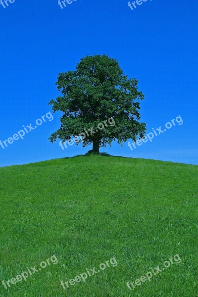 Tree Hill Landscape Nature Scenic