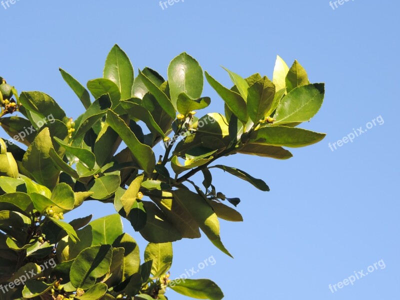 Lemon Tree Tree Flower Garden Botanist