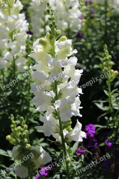 Hollyhock Flower White Garden Plant