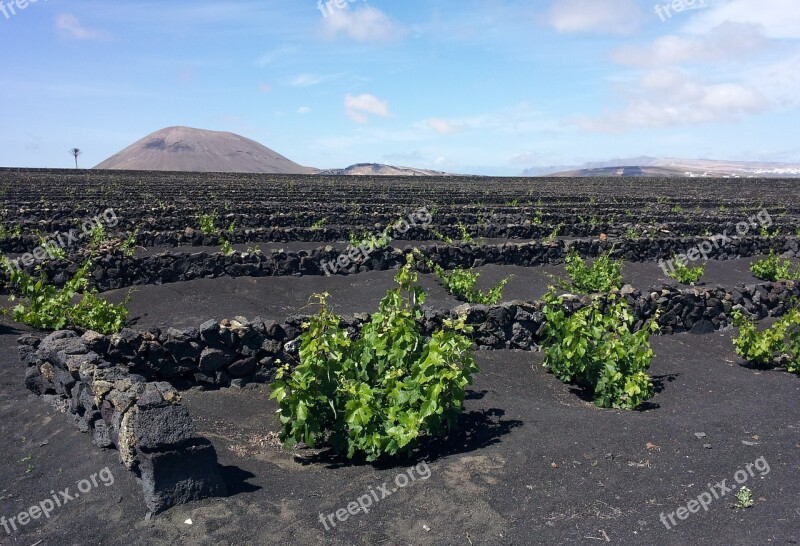 Lanzarote Vineyard Wall Winegrowing Grapevine