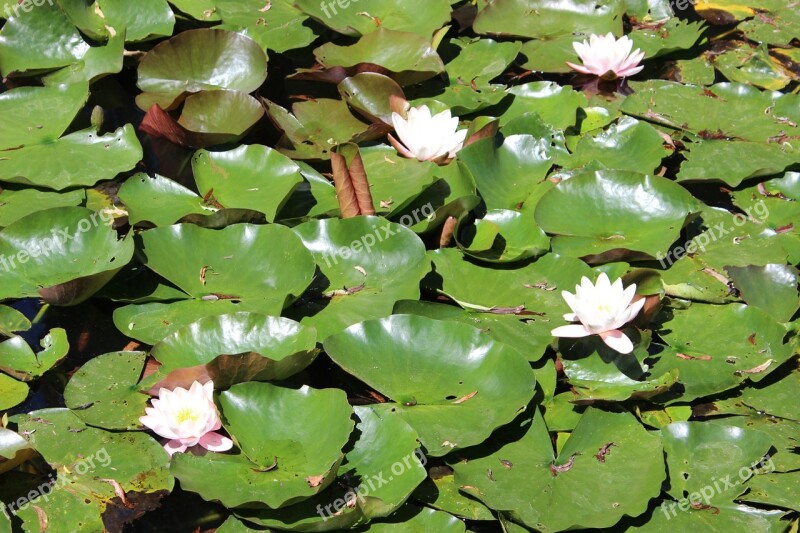 Water Lilies Water Flower Lily Nature