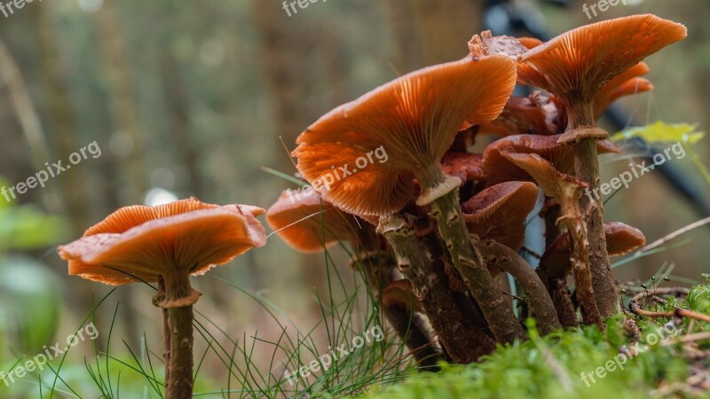 Fungus Nature Plant Forest Mushroom