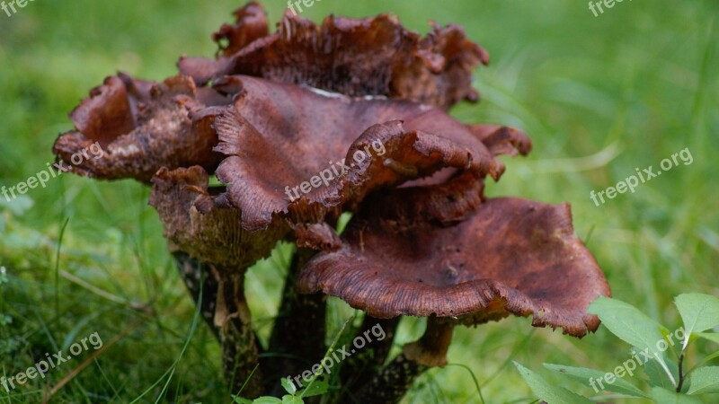 Fungus Nature Plant Wood Forest