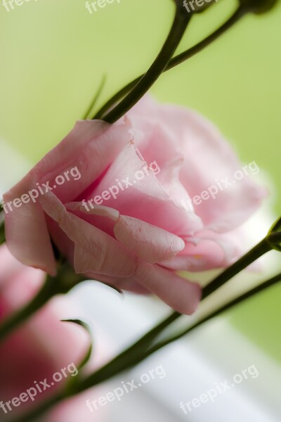 Rose Pink Leaf Flower Blossom