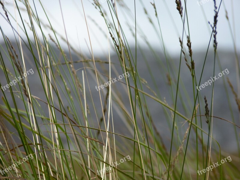 Grasses Plant Close Up Halme Free Photos