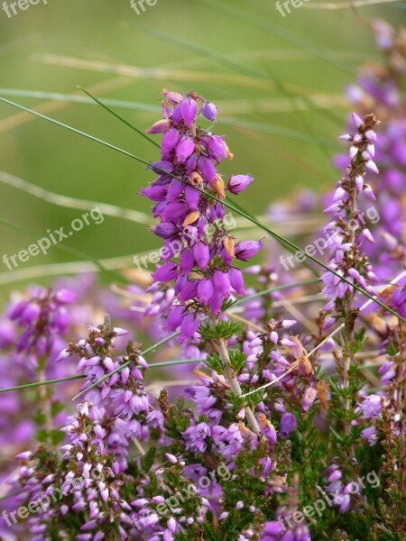 Irish Bell Heather Erika Heide Flower Pink