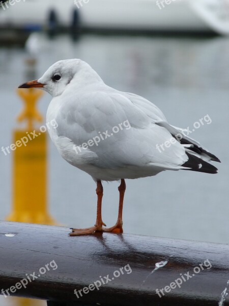 Seagull Bird Animal Seevogel Port