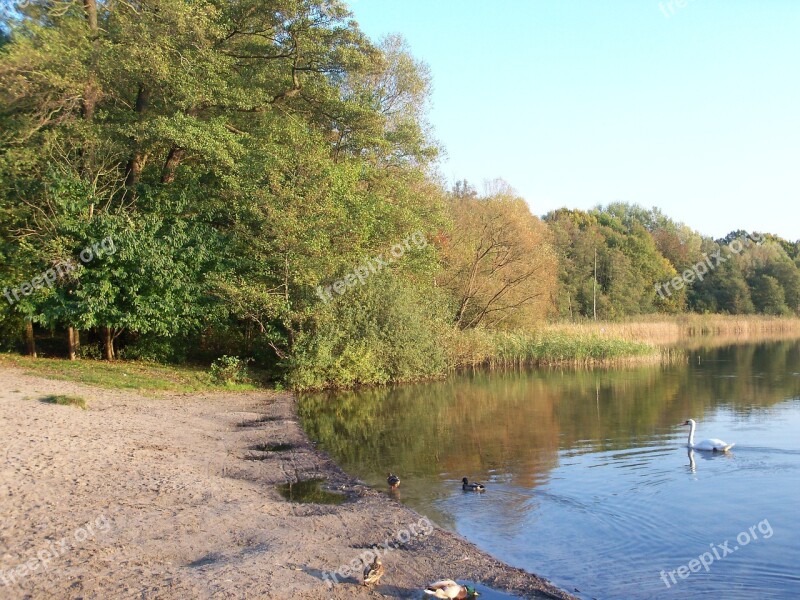 Lake Autumn Brandenburg Bank Forest