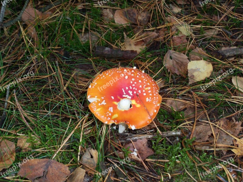 Fly Agaric Mushroom Autumn Forest Forest Floor