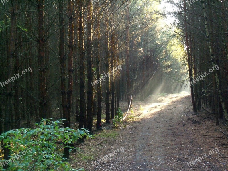 Forest Lane Light Nature Sun