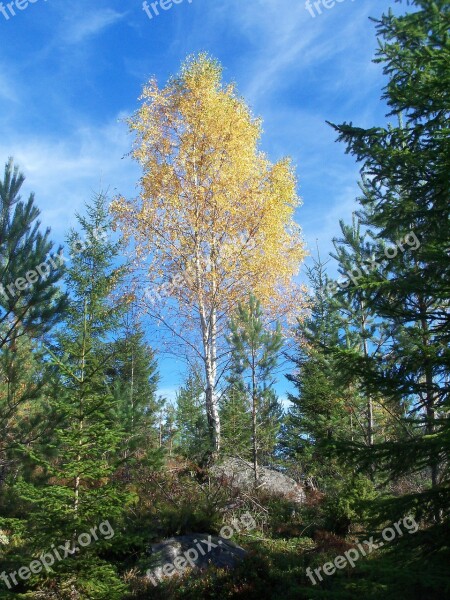 Birch Forest Sweden Autumn Autumn Mood