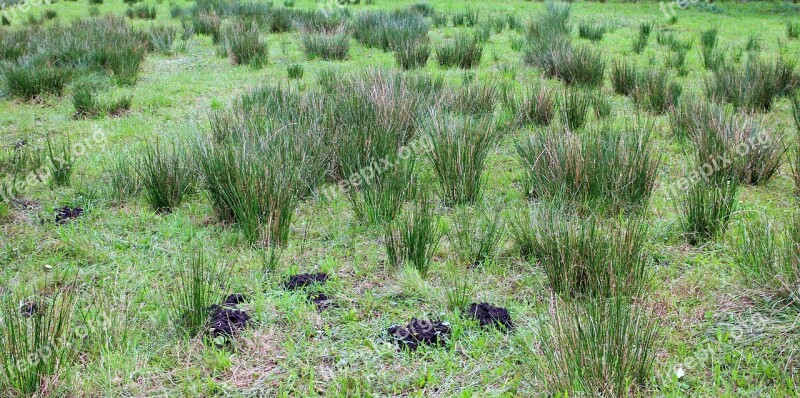 Swamp Grass Plant Grass Grasses Tufts Of Grass