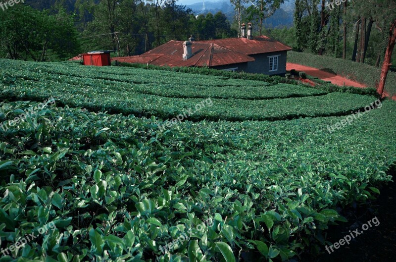 Tea Leaves Tea Garden South India Plantations Agriculture