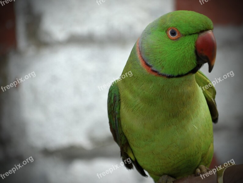 Parrot Green Beak Bird Animal