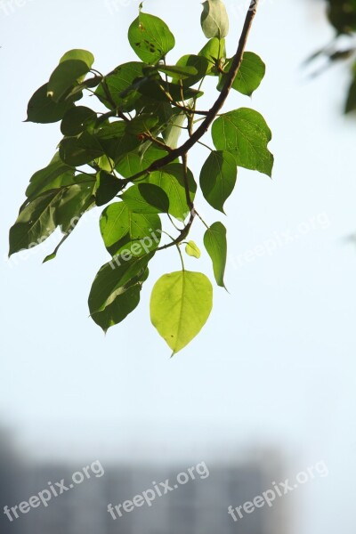 Plant Green Leaves Foliage Twig