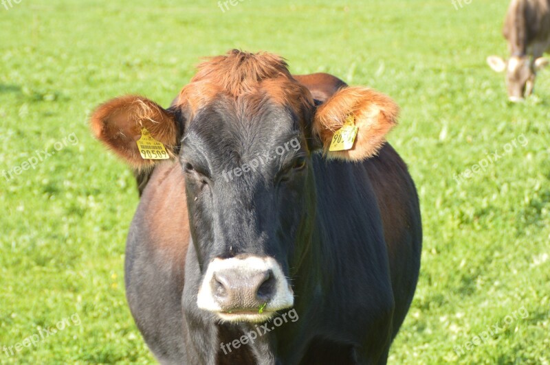 Cow Allgäu Meadow Dairy Cattle Cattle