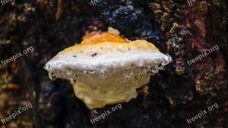 Fungus Tree Bark Rain Water