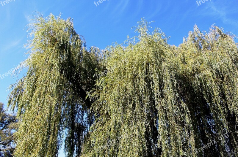 Nature Trees Weeping Willows Grazing Greenhouse Depend