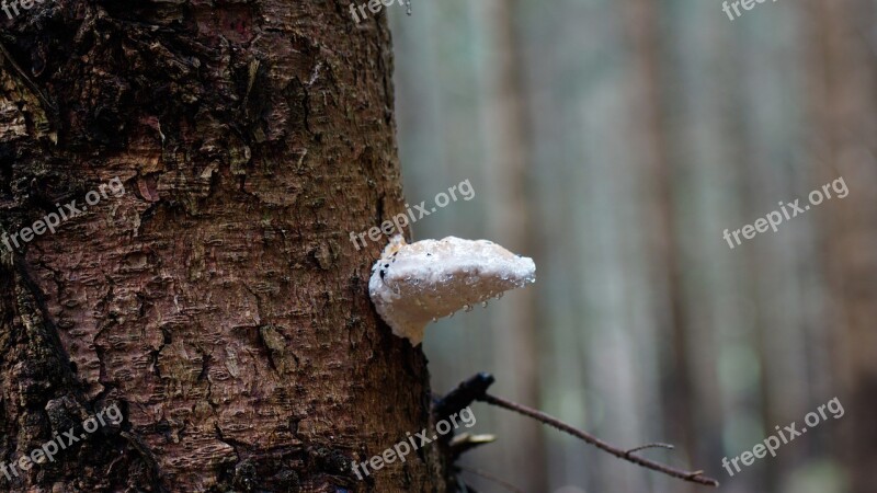 Fungus Tree Mushroom Bark Rain