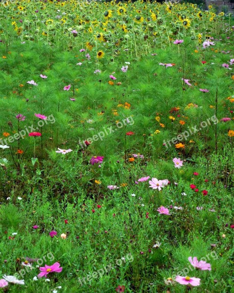 Meadow Flowers Sunflower Bloom Grass