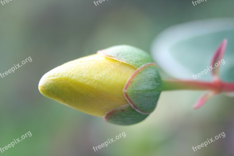 Close Macro Blossom Bloom Close Up