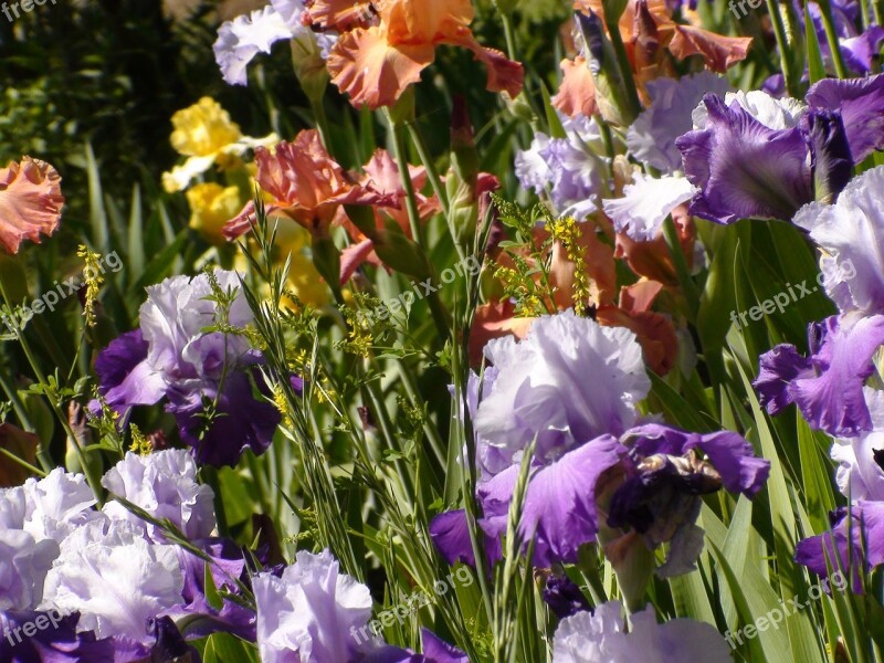 Garden Irises Nature Summer Beautiful