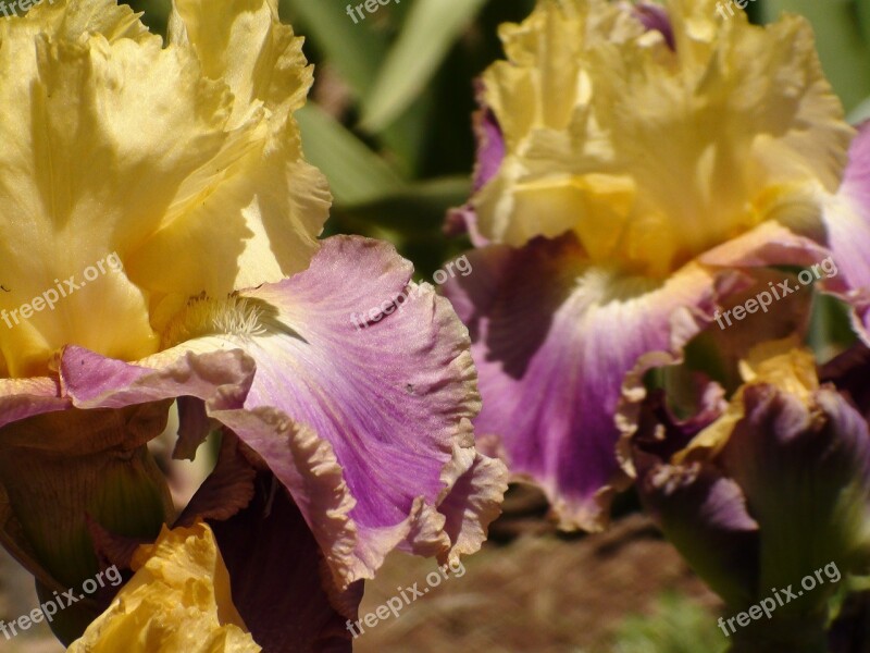 Iris Flower Garden Floral Plant