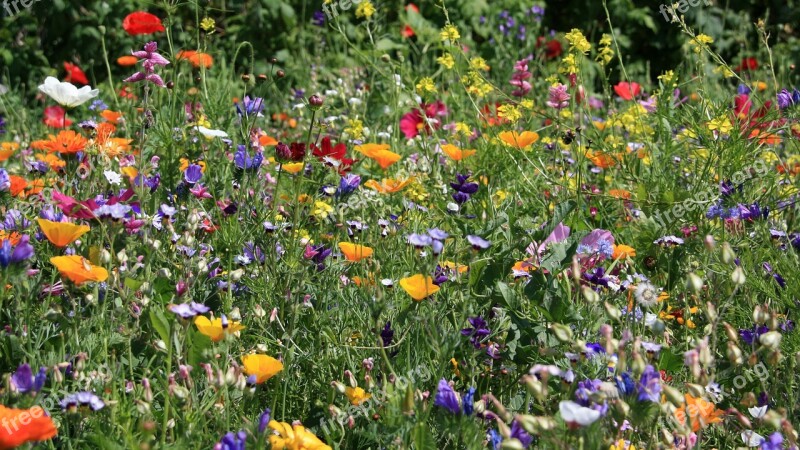 Flower Meadow Meadow Flowers Field Red