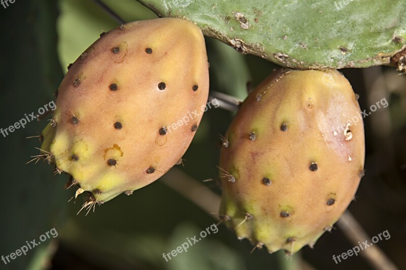 Figs Wild Figs Cactus Figs Close Up Plant