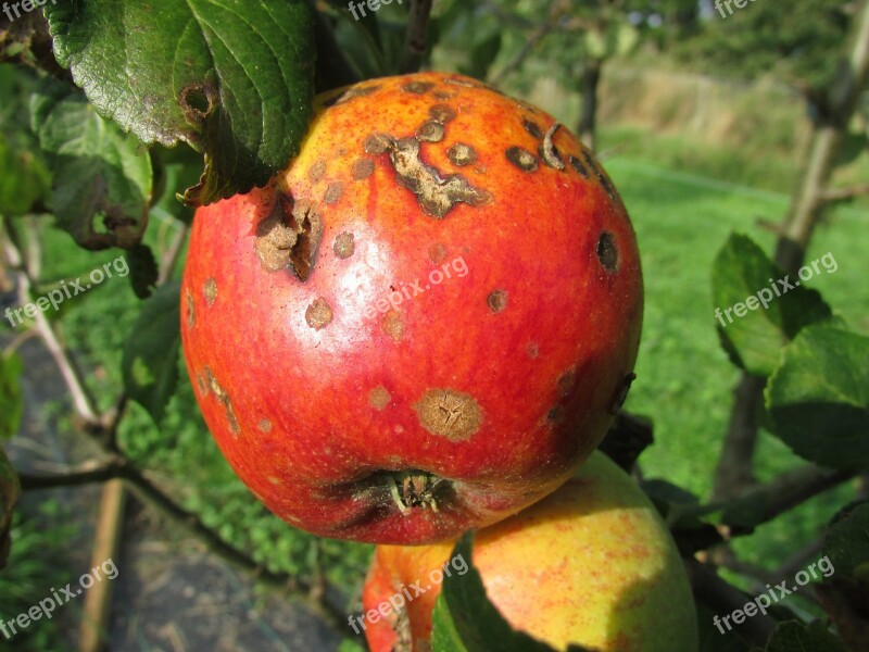 Apple Blight Decay Disease Corruption