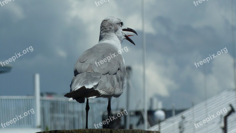 Seagull Gull Bird Nature Animal