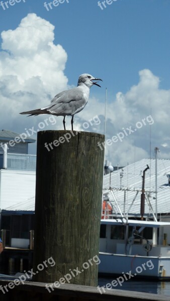 Seagull Gull Bird Nature Animal