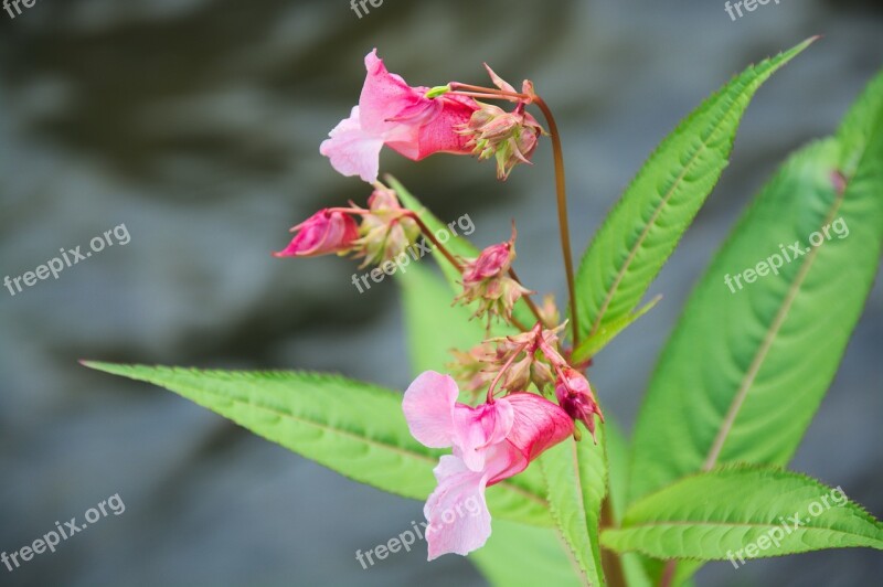 Impatiens Glandulifera Flower Pink Blossom Free Photos