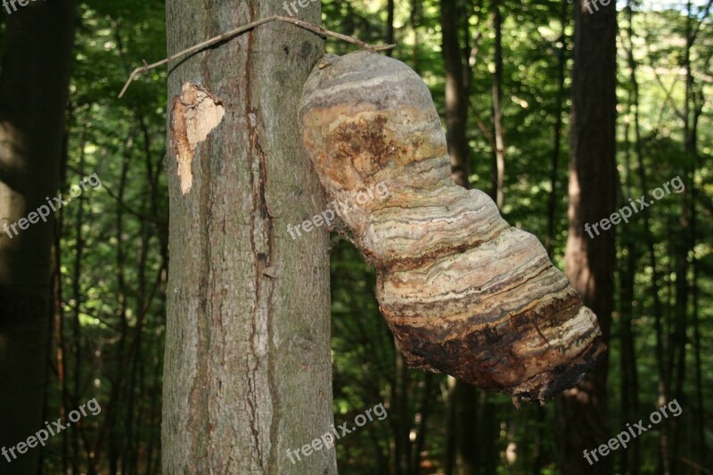 Baumschwamm Mushroom Sponge Tree Sponges Nature