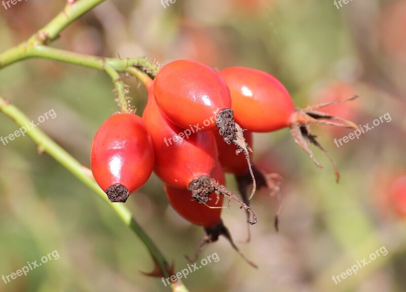 Rose Hip Haegen Heép Hiffen Hiften