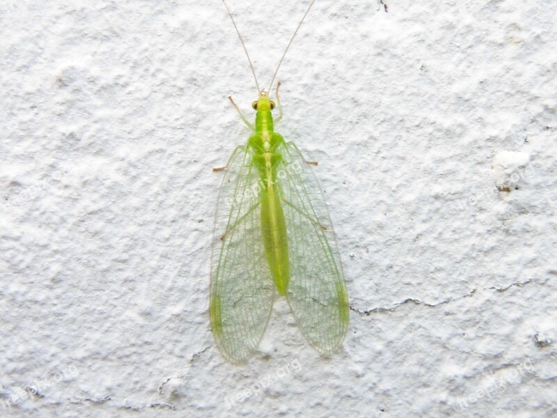 Lacewing Chrysopidae Goldaugen Neuroptera Common Lacewing