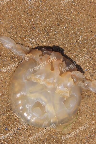 Jellyfish Sea Ocean Beach Sand