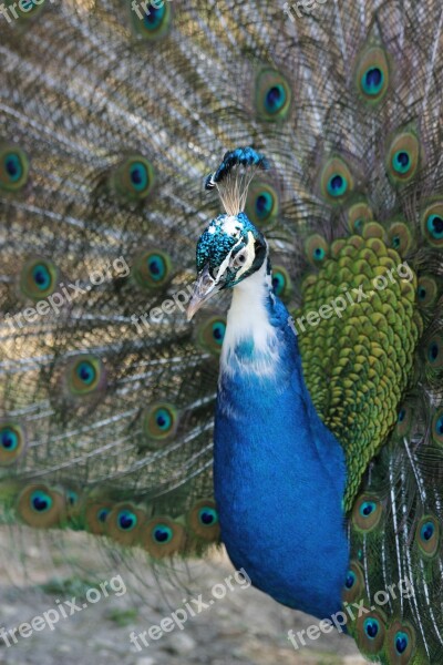 Peacock Bird Nature Animals Animal