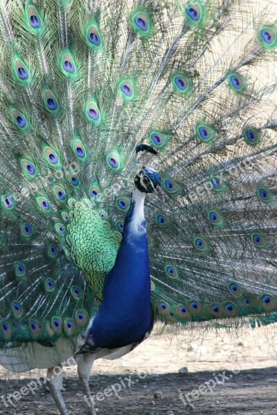 Peacock Bird Nature Animals Animal