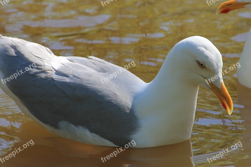 Seagull Bird Lake Nature Feathers