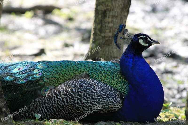 Peacock Bird Nature Animals Feathers