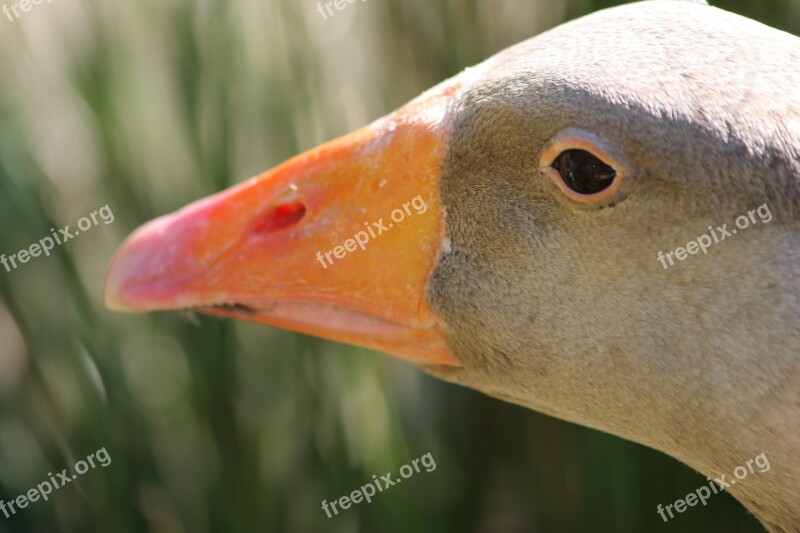 Wild Duck Duck Animals Nature Bird