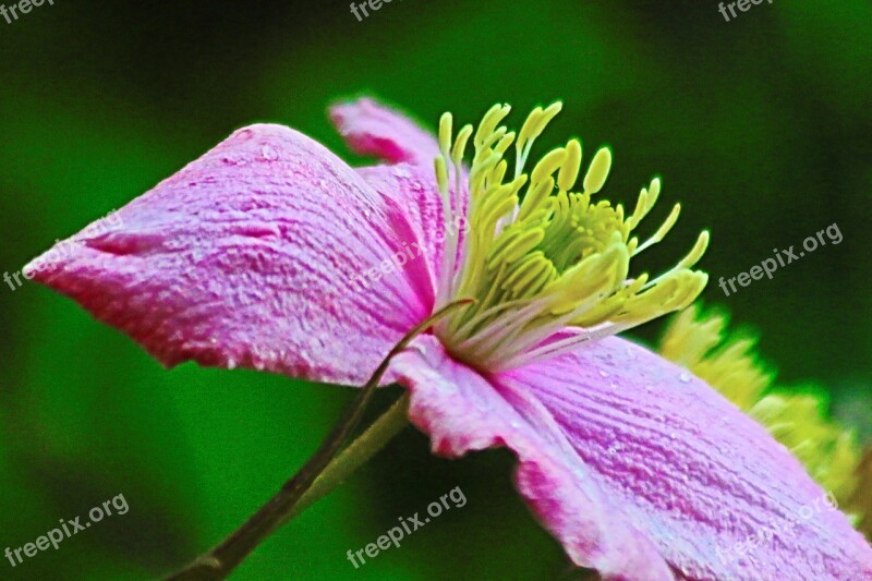 Flower Pink Stamen Nature Floral