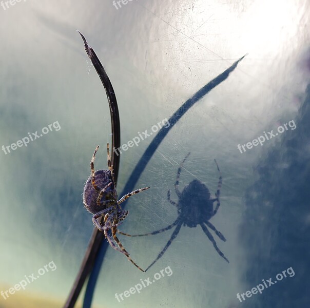 Spider A Reflection Free Photos